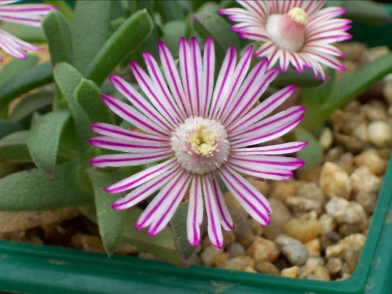 Ruschia lineolata (Carpet of Stars)