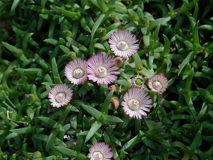 Ruschia lineolata (Carpet of Stars)