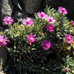 Ruschia pulvinaris (Creeping Shrubby Ice Plant)