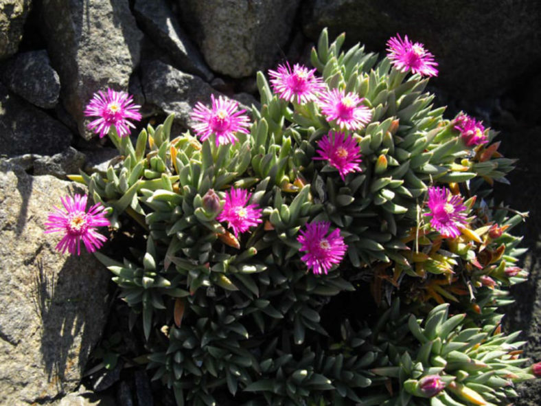 Ruschia pulvinaris (Creeping Shrubby Ice Plant)