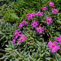 Ruschia pulvinaris (Creeping Shrubby Ice Plant)