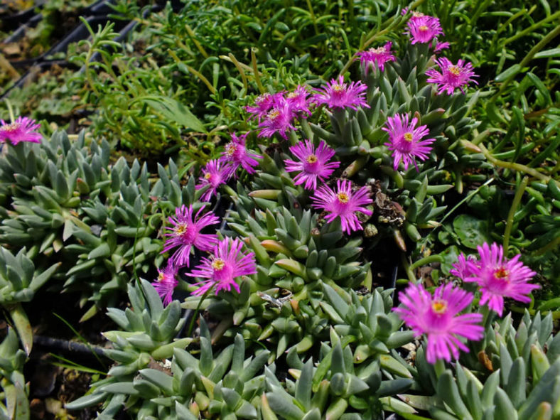 Ruschia pulvinaris (Creeping Shrubby Ice Plant)