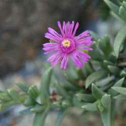 Ruschia pulvinaris (Creeping Shrubby Ice Plant)