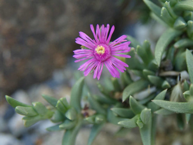 Ruschia pulvinaris (Creeping Shrubby Ice Plant)