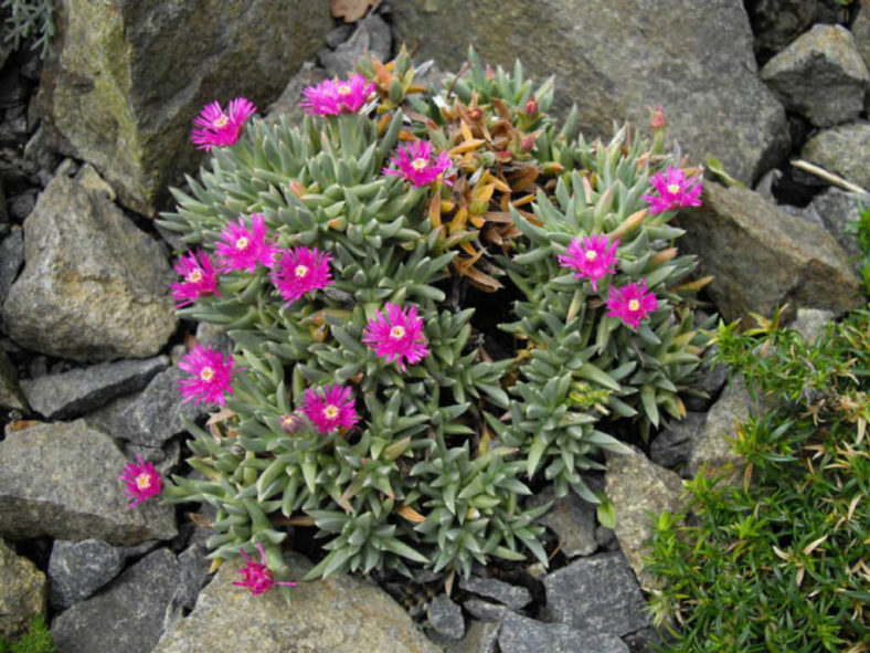 Ruschia pulvinaris (Creeping Shrubby Ice Plant)