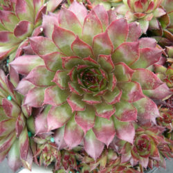 Sempervivum 'Glowing Embers'
