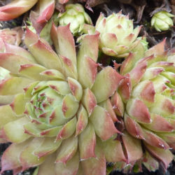 Sempervivum 'Glowing Embers'