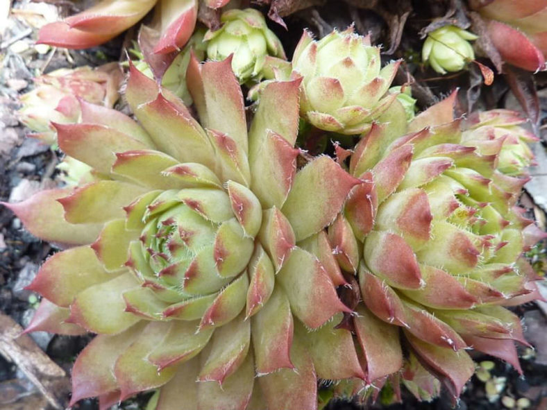 Sempervivum 'Glowing Embers'