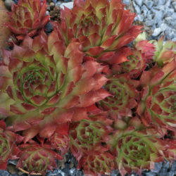 Sempervivum 'Glowing Embers'