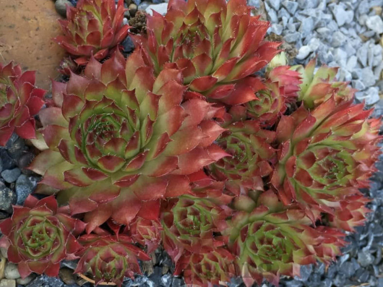 Sempervivum 'Glowing Embers'