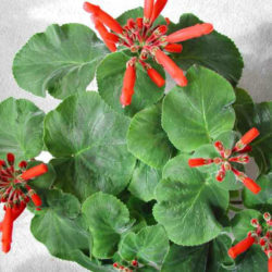 Sinningia cardinalis (Cardinal Flower)