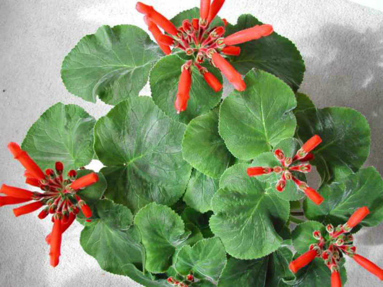Sinningia cardinalis (Cardinal Flower)