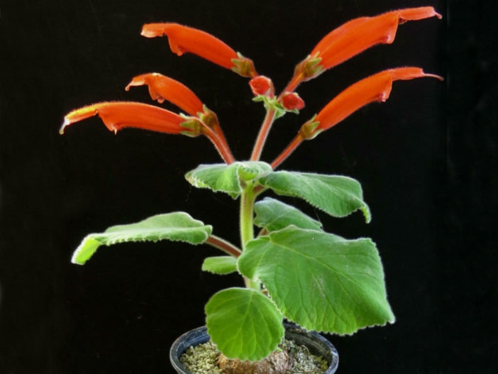 Sinningia cardinalis (Cardinal Flower)