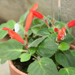 Sinningia cardinalis (Cardinal Flower)