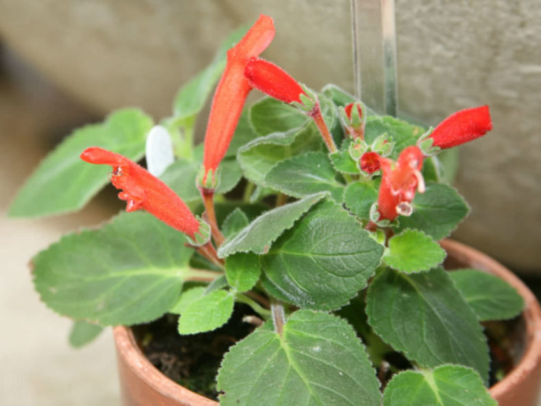 Sinningia cardinalis (Cardinal Flower)