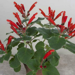 Sinningia cardinalis (Cardinal Flower)