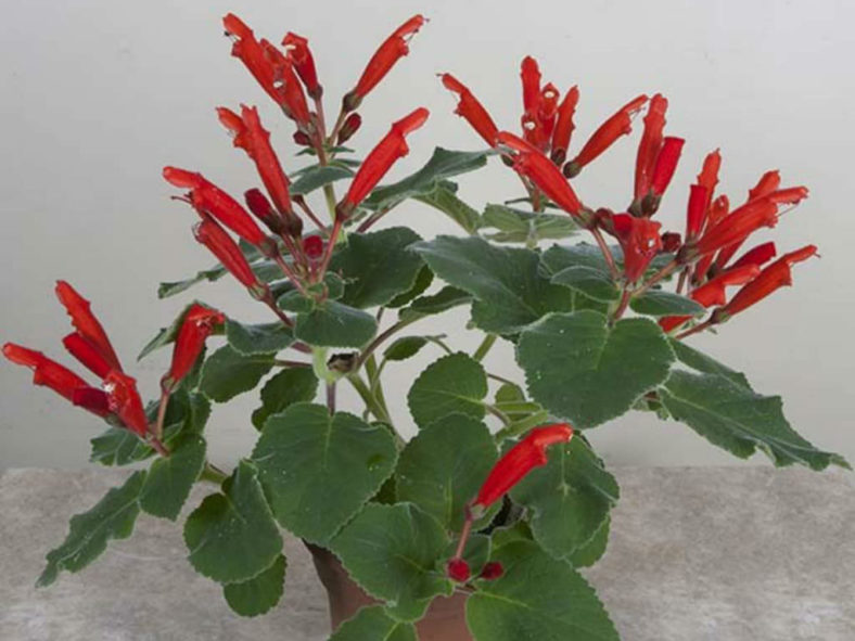Sinningia cardinalis (Cardinal Flower)