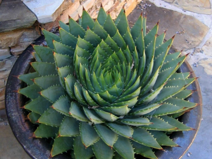 How to Grow and Care for a Spiral Aloe | World of Succulents