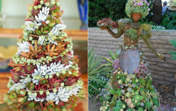 How to Make a Succulent Topiary Succulent Topiary