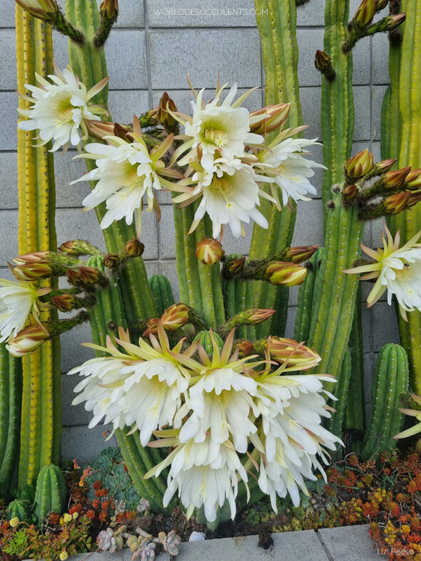 Trichocereus macrogonus var. pachanoi (San Pedro Cactus) aka Trichocereus pachanoi or Echinopsis pachanoi