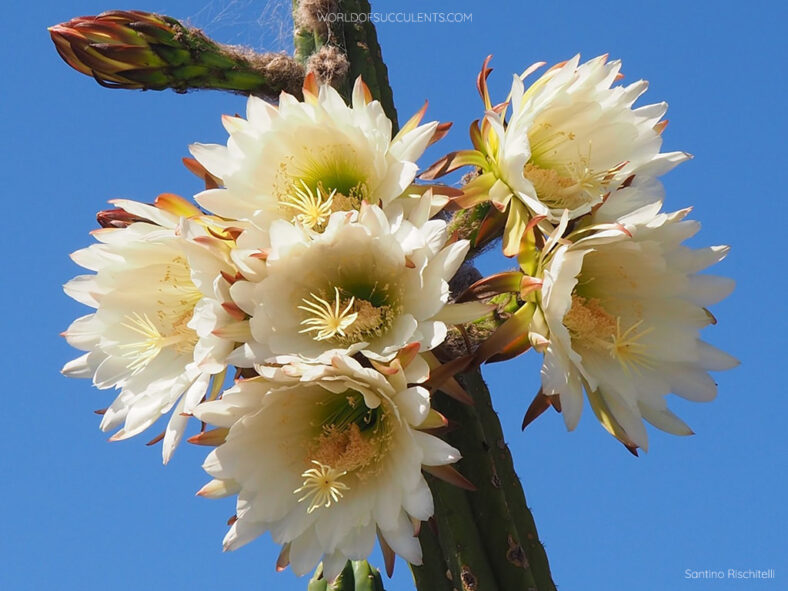 Trichocereus macrogonus var. pachanoi (San Pedro Cactus) aka Trichocereus pachanoi or Echinopsis pachanoi