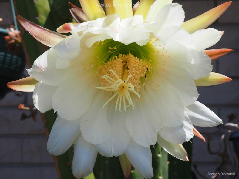 Flower of Trichocereus macrogonus var. pachanoi (San Pedro Cactus) aka Trichocereus pachanoi or Echinopsis pachanoi