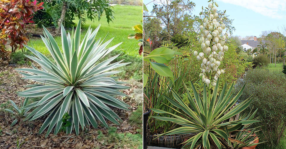 Yucca gloriosa 'Variegata' - World of Succulents