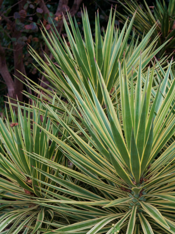 Yucca gloriosa 'Variegata' (Variegated Spanish Dagger)