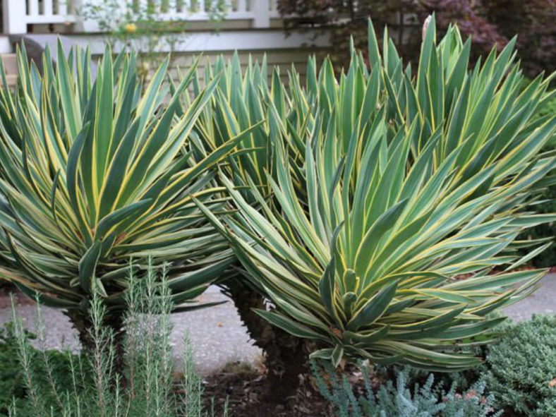 Yucca gloriosa 'Variegata' (Variegated Spanish Dagger)