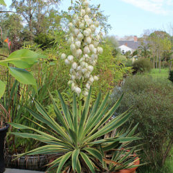 Yucca gloriosa 'Variegata' - World of Succulents