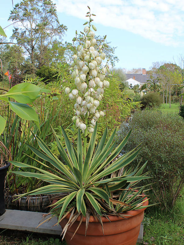 Yucca gloriosa 'Variegata' (Variegated Spanish Dagger)