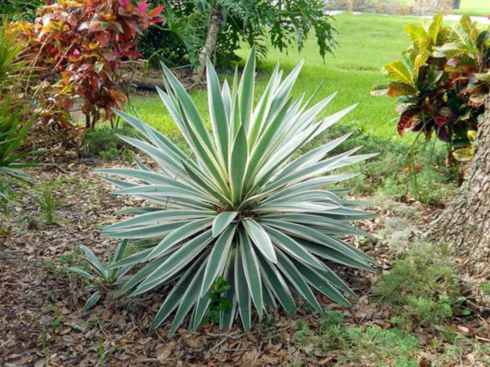 Yucca gloriosa 'Variegata' (Variegated Spanish Dagger)