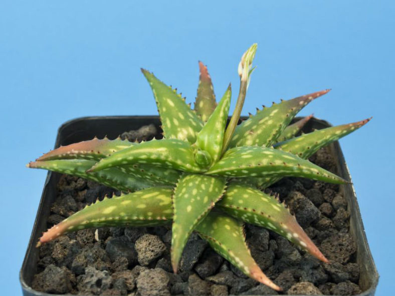 Aloe jucunda