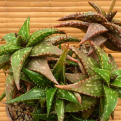 Aloe jucunda