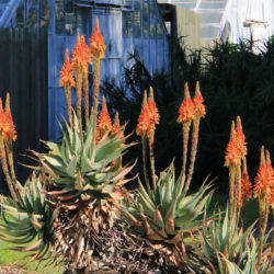 Aloe microstigma (Cape Speckled Aloe)