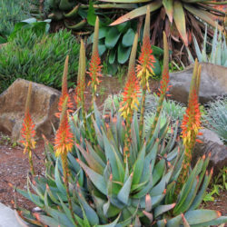 Aloe microstigma (Cape Speckled Aloe)