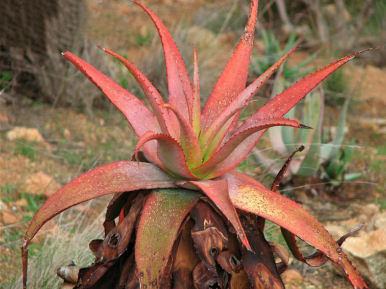 Aloe microstigma (Cape Speckled Aloe)