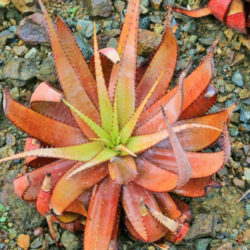 Aloe microstigma (Cape Speckled Aloe)