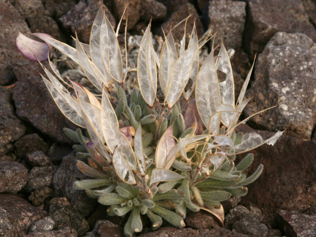 Anelsonia eurycarpa (Daggerpod)