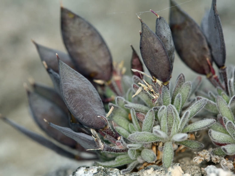 Anelsonia eurycarpa (Daggerpod)
