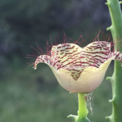 Caralluma pauciflora