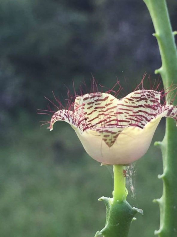 Boucerosia pauciflora aka Caralluma pauciflora