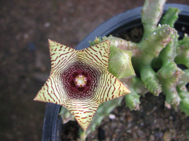 Caralluma pauciflora