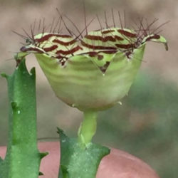 Caralluma pauciflora