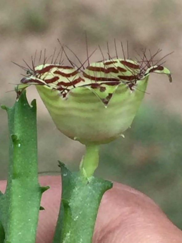 Boucerosia pauciflora aka Caralluma pauciflora