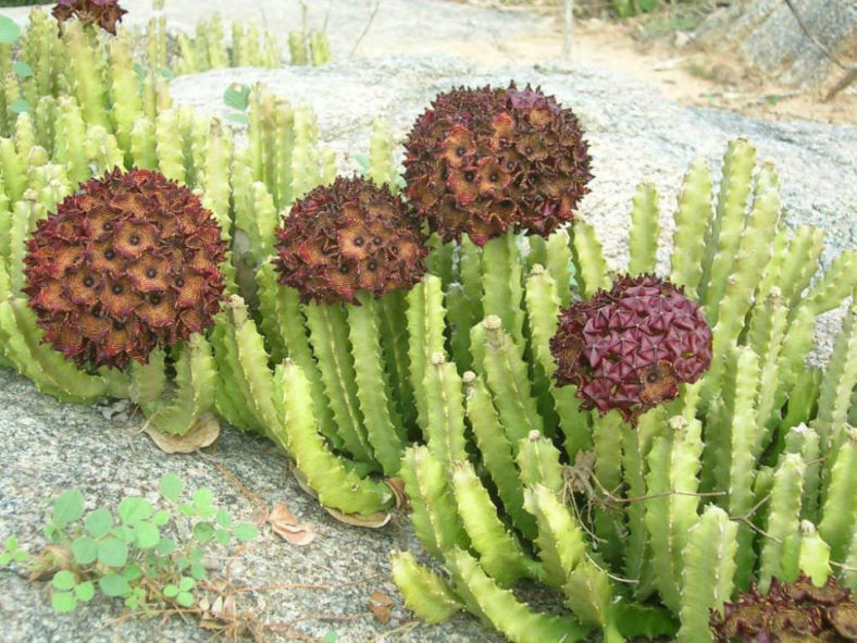 Caralluma umbellata (Umbelled Caralluma)