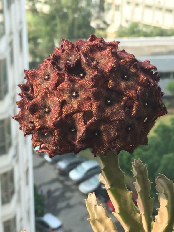 Caralluma umbellata (Umbelled Caralluma)
