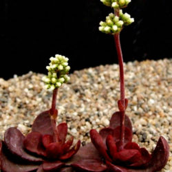 Crassula clavata