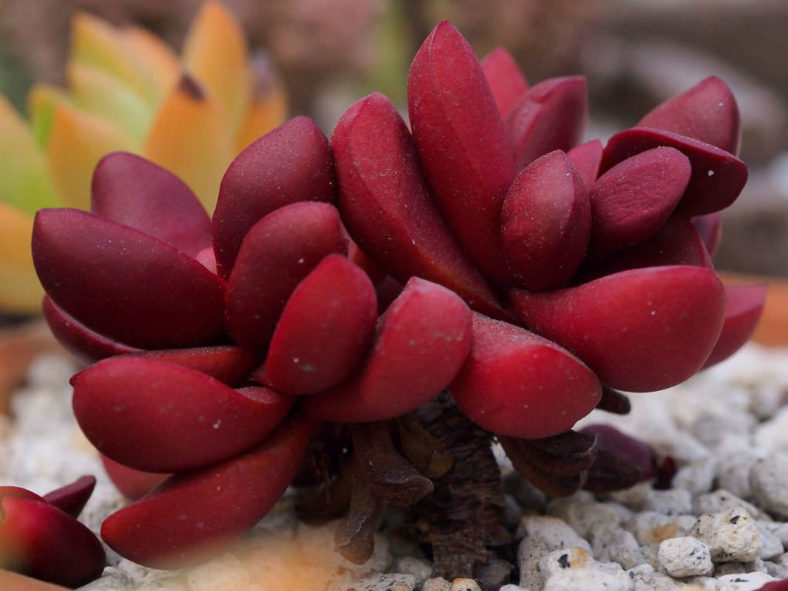 Crassula clavata