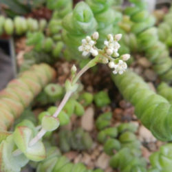 Crassula rupestris subsp. marnieriana 'Contorta'